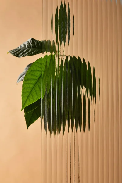 Leaves of avocado tree behind glass isolated on beige — Stock Photo