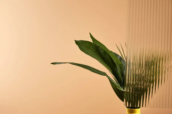 Plante avec de grandes feuilles dans un vase jaune isolé sur beige — Photo de stock