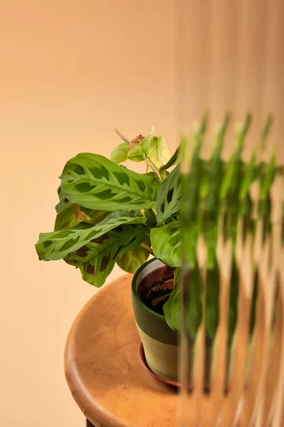 Foyer sélectif de la plante verte en pot de fleurs sur tabouret en bois isolé sur beige derrière roseau verre — Photo de stock