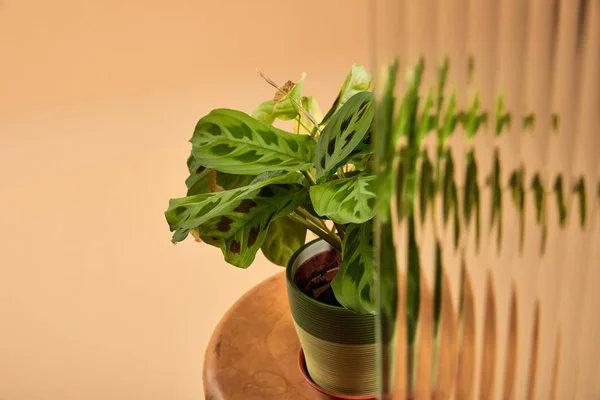 Foco seletivo da planta em vaso de flores em banquetas de madeira isoladas em bege atrás de vidro de cana — Fotografia de Stock