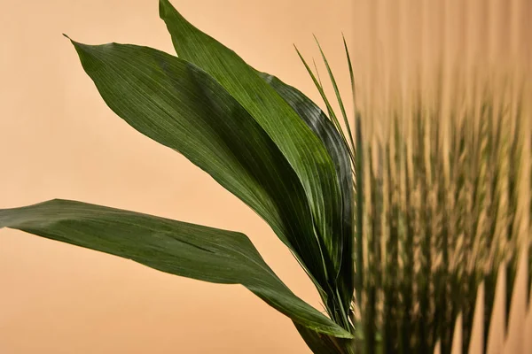 Selective focus of big green leaves isolated on beige behind reed glass — Stock Photo