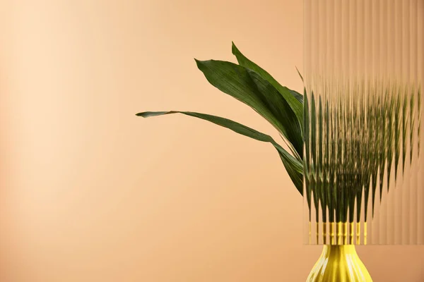 Green leaves of plant in yellow pot behind reed glass isolated on beige — Stock Photo