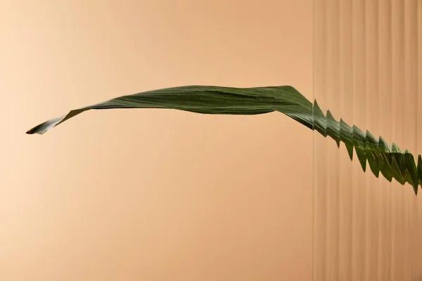 Une grande feuille verte isolée sur beige derrière roseau verre — Photo de stock