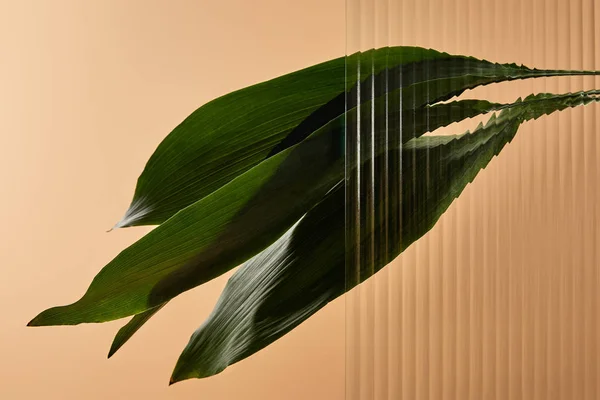 Foglie verdi isolate su beige dietro vetro di canna — Foto stock