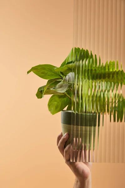 Vista recortada de la mujer sosteniendo maceta con la planta detrás de la caña de vidrio aislado en beige - foto de stock