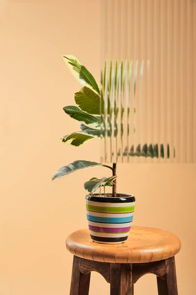 Plant with light green leaves in colorful flowerpot on wooden bar stool behind reed glass — Stock Photo
