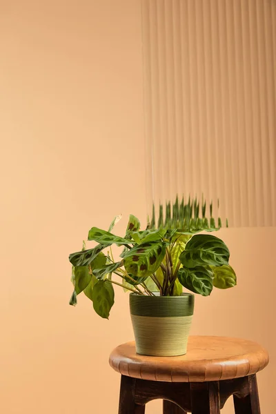 Красивые зеленые растения в цветочном горшке на деревянном стуле за камышовым стеклом — стоковое фото