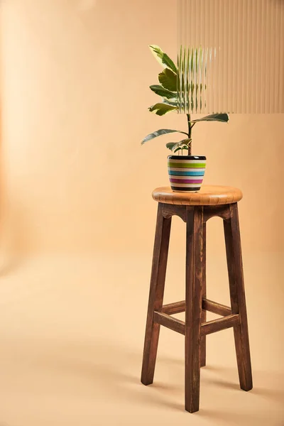 Plante avec des feuilles vert clair dans un pot de fleurs coloré sur tabouret de bar en bois sur fond beige derrière roseau verre — Photo de stock