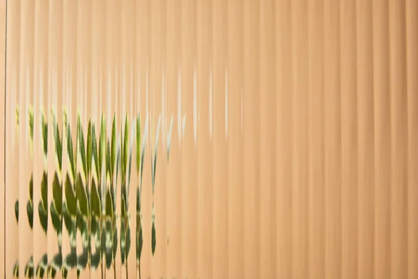 Visión borrosa de la planta verde detrás del vidrio de caña aislado en beige - foto de stock