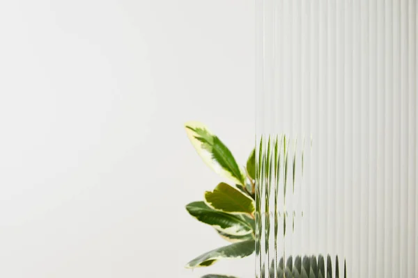 Planta con hojas de color verde claro sobre fondo blanco detrás de vidrio de lengüeta - foto de stock