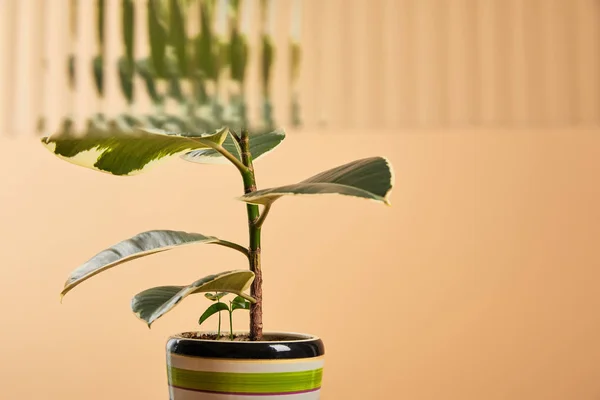 Selektiver Fokus der grünen Pflanze in schönem Blumentopf hinter Schilfglas isoliert auf Beige — Stockfoto
