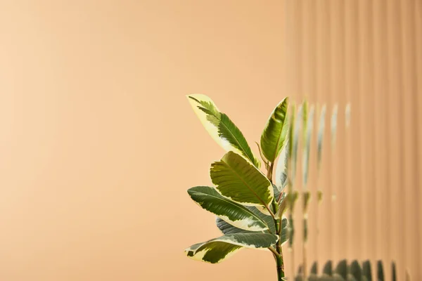 Selective focus plant leaves isolated on beige behind reed glass — Stock Photo