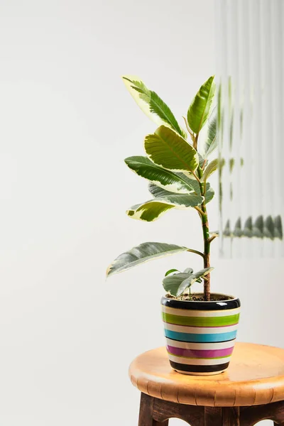 Planta con hojas de color verde claro en maceta de colores en taburete de barra de madera sobre fondo blanco detrás de vidrio de lengüeta - foto de stock