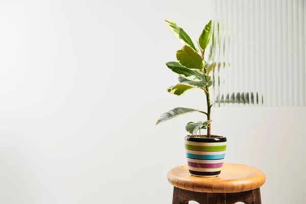 Pflanze mit grünen Blättern im bunten Blumentopf auf hölzernem Barhocker auf weißem Hintergrund hinter Schilfglas — Stockfoto