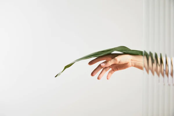 Vista ritagliata della donna che tiene foglia verde su bianco dietro vetro canna — Foto stock