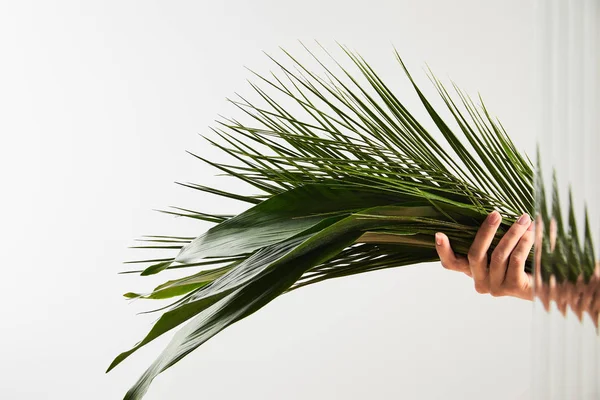 Cropped view of woman holding palm tree and big green leaves on white background behind reed glass — Stock Photo