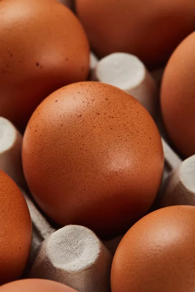 Concentrazione selettiva di uova di pollo in scatola di cartone — Foto stock