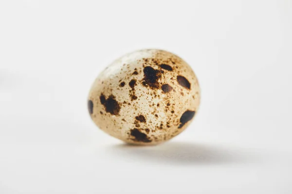 Одно маленькое перепелиное яйцо на белой поверхности — стоковое фото