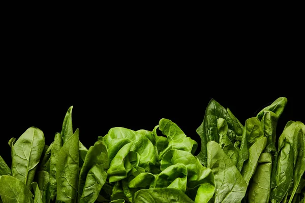 Top view of fresh organic green spinach leaves isolated on black — Stock Photo