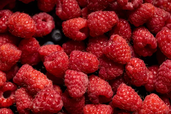 Vista de cerca de sabrosas frambuesas y arándanos maduros mezclados - foto de stock
