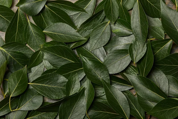 Vue du dessus des feuilles vertes arrière-plan avec espace de copie — Photo de stock