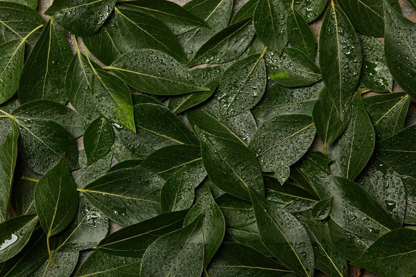 Top view of wet green leaves background with copy space — Stock Photo