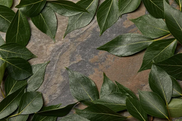 Green leaves arranged in frame on stone background with copy space — Stock Photo