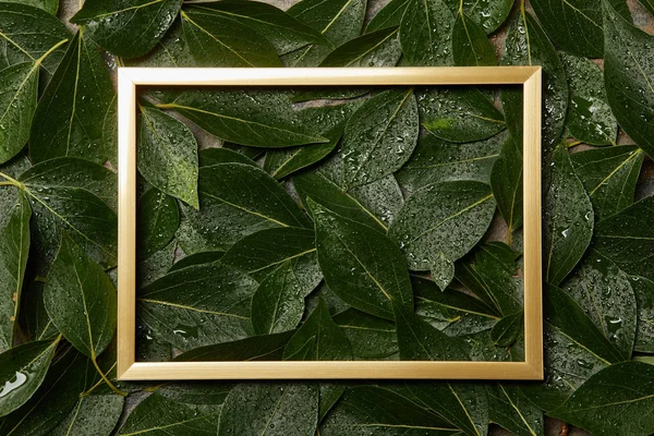 Empty golden frame on green wet foliage background with copy space — Stock Photo