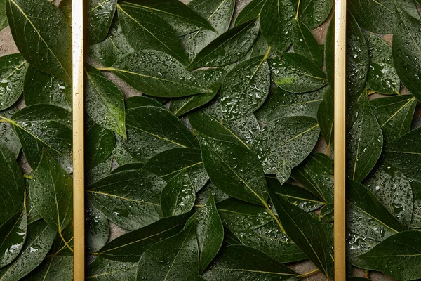 Empty golden frame on green wet green foliage background with copy space — Stock Photo