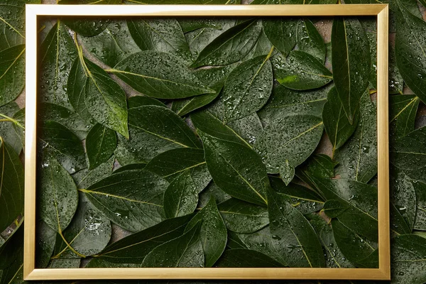 Empty golden frame on green wet fresh leaves background with copy space — Stock Photo