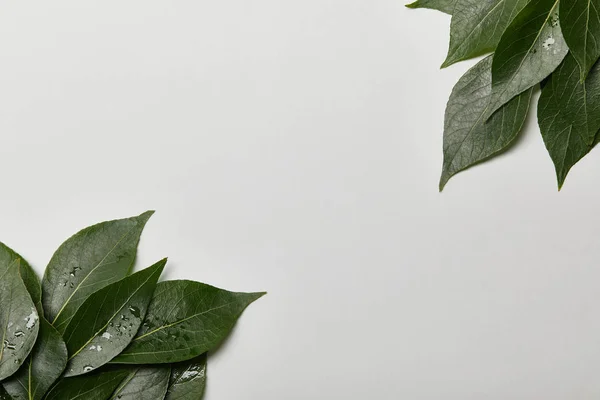 Follaje húmedo verde con espacio de copia aislado en blanco - foto de stock