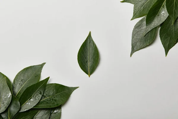 Folhas frescas molhadas verdes isoladas no branco com espaço de cópia — Fotografia de Stock