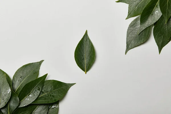 Green wet fresh leaves isolated on white with copy space — Stock Photo