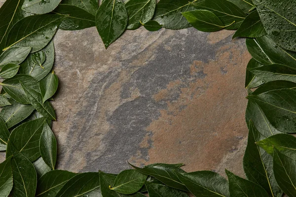 Top view of green wet leaves frame on stone background with copy space — Stock Photo