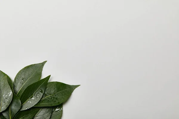 Folhas verdes molhadas com espaço de cópia isolado em branco — Fotografia de Stock