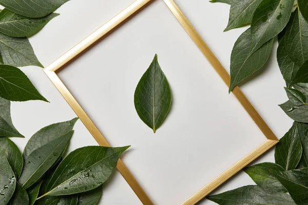 Cadre doré vide sur fond blanc avec espace de copie et feuilles vertes — Photo de stock