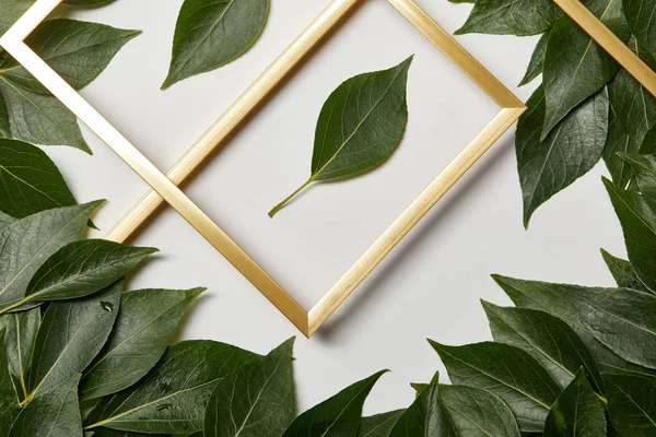 Empty golden frames on white background with copy space and green leaves — Stock Photo