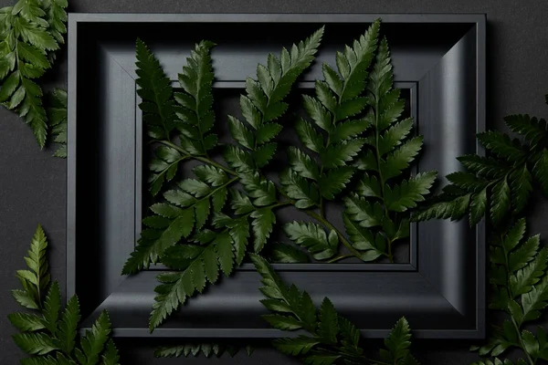 Top view of black wooden frame with green fern leaves on black background — Stock Photo