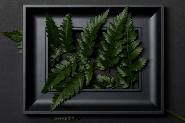 Top view of black frame with fresh fern leaves on black background — Stock Photo