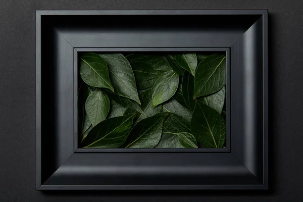 Draufsicht auf schwarzen Rahmen mit grünen Blättern auf schwarzem Hintergrund — Stockfoto