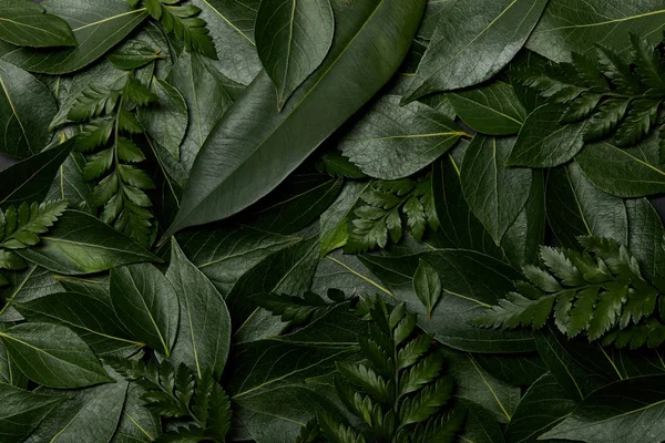 Green fresh leaves background with copy space — Stock Photo