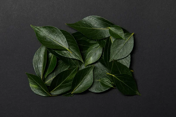 Vue de dessus des feuilles fraîches vertes sur fond noir — Photo de stock