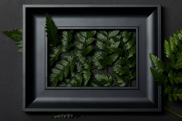 Top view of black frame with green fern leaves on black background — Stock Photo