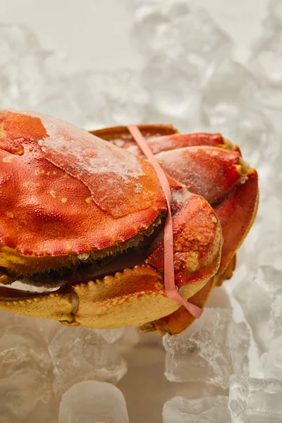 Close up view of frozen uncooked crab on ice cubes — Stock Photo