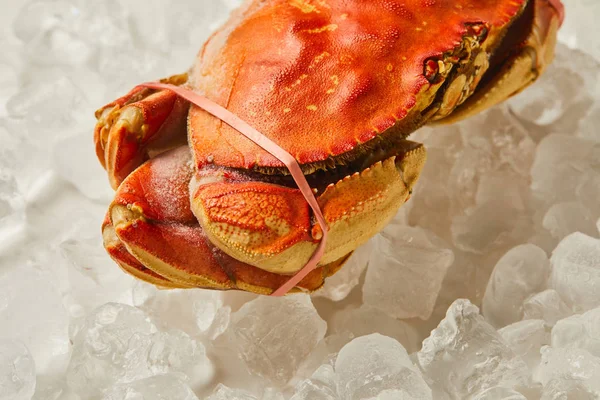 Frozen raw, uncooked tied up crab on ice cubes on white — Stock Photo