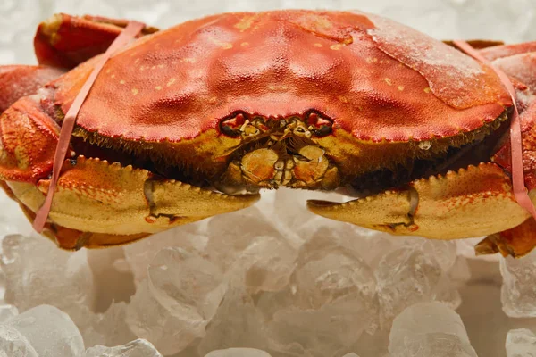 Roh gebundene Krabbe mit fester Schale auf Eiswürfeln auf weißem — Stockfoto