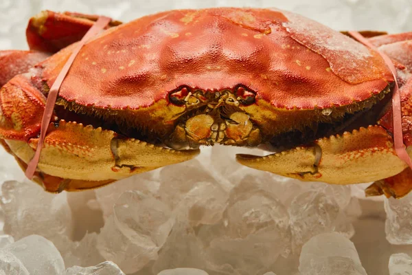 Uncooked tied up crab with solid shell on ice cubes on white — Stock Photo