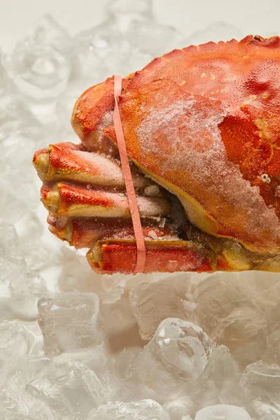 Close up view of frozen raw tied up crab on ice cubes on white — Stock Photo