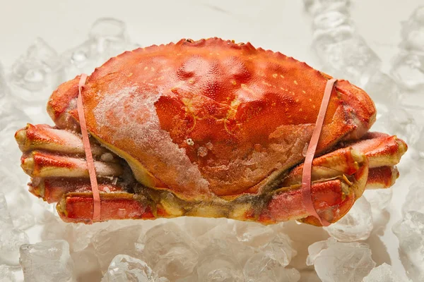 Frozen raw tied up crab with solid shell on ice cubes on white — Stock Photo