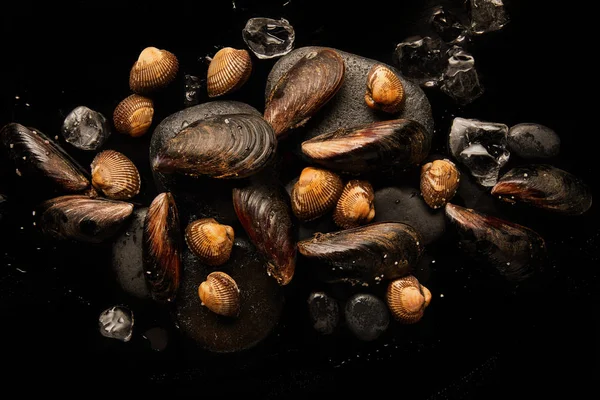 Top view of frozen uncooked cockles and mussels on stones near scattered ice cubes isolated on black — Stock Photo